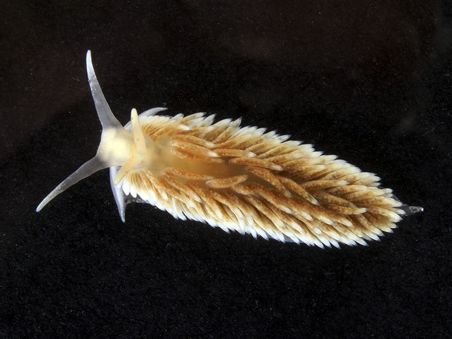 Aeolidiella avatar